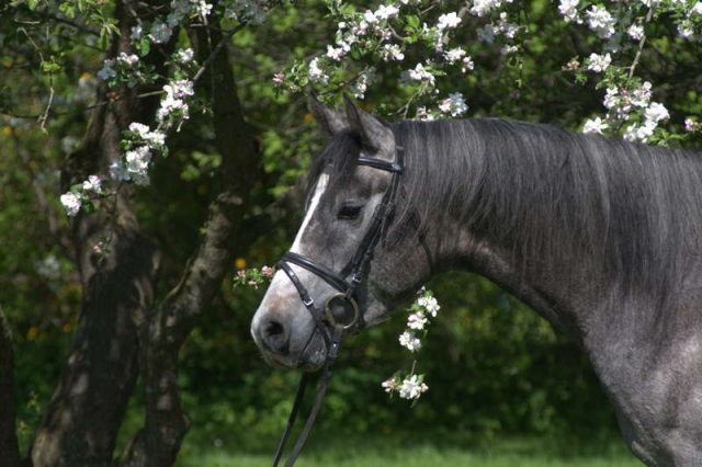 Shagya Hengst Shyro - Jungpferd im Apfelbaum