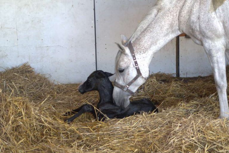 Shagya-Araber Gestüt Mühlen - Leidenschaft für liebenswerte Leistungspferde