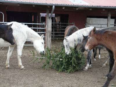 Abwechslung auf dem Futterplan: Weihnachtsbäume schmecken unseren Pferden