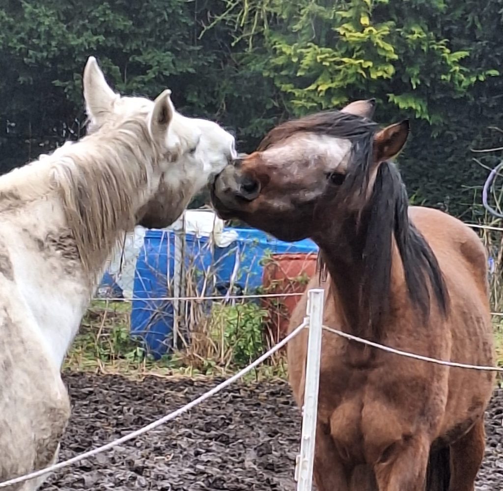 Shagya-Araber Thaaryq - ein neuer Stern 3 Thaaryq mit seinen neuen Kumpels im neuen Heim