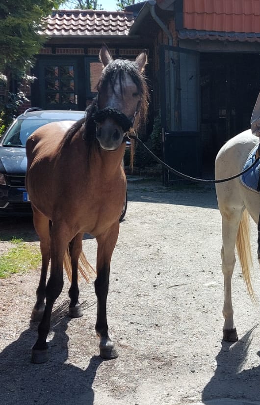 Shagya-Araber Thaaryq - ein neuer Stern 4 Thaaryq - erste Erfahrungen als Handpferd im Gelände